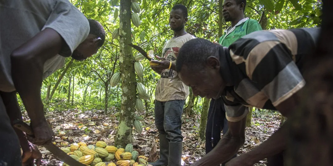 Cacao trees