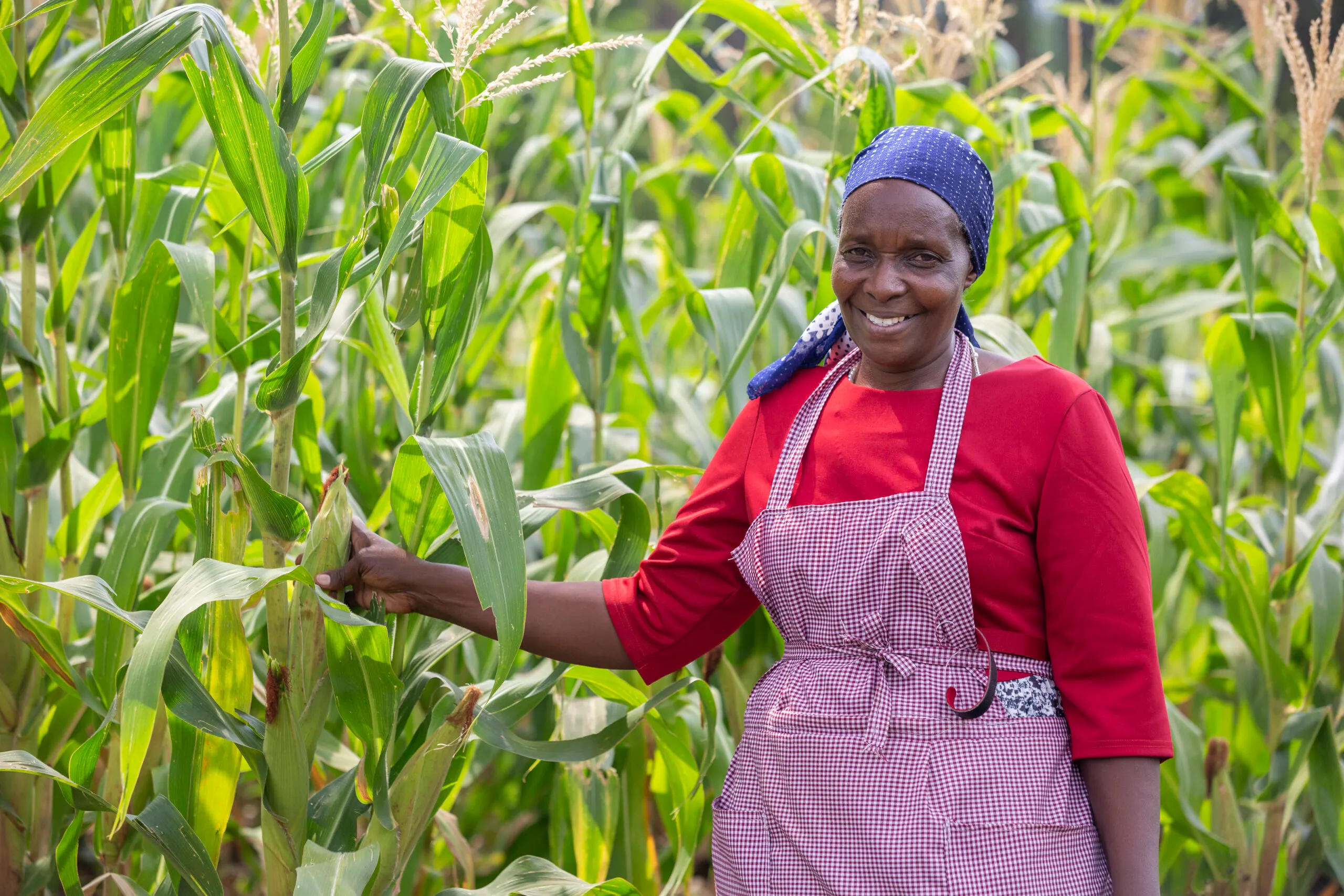 Kenya Agriculture