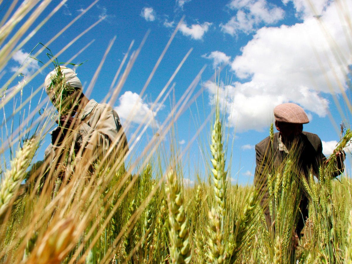Wheat - Senegal