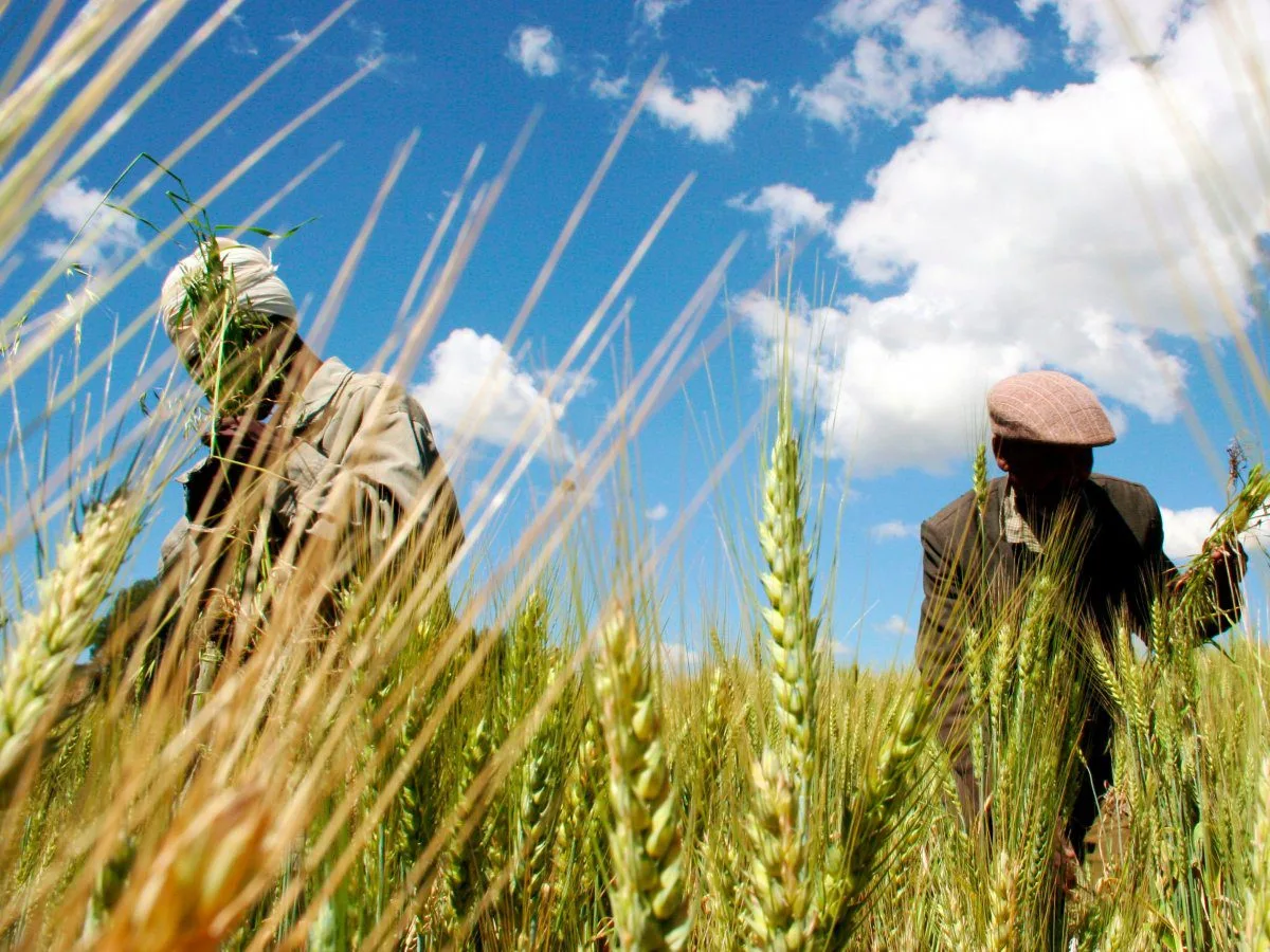 Wheat - Senegal