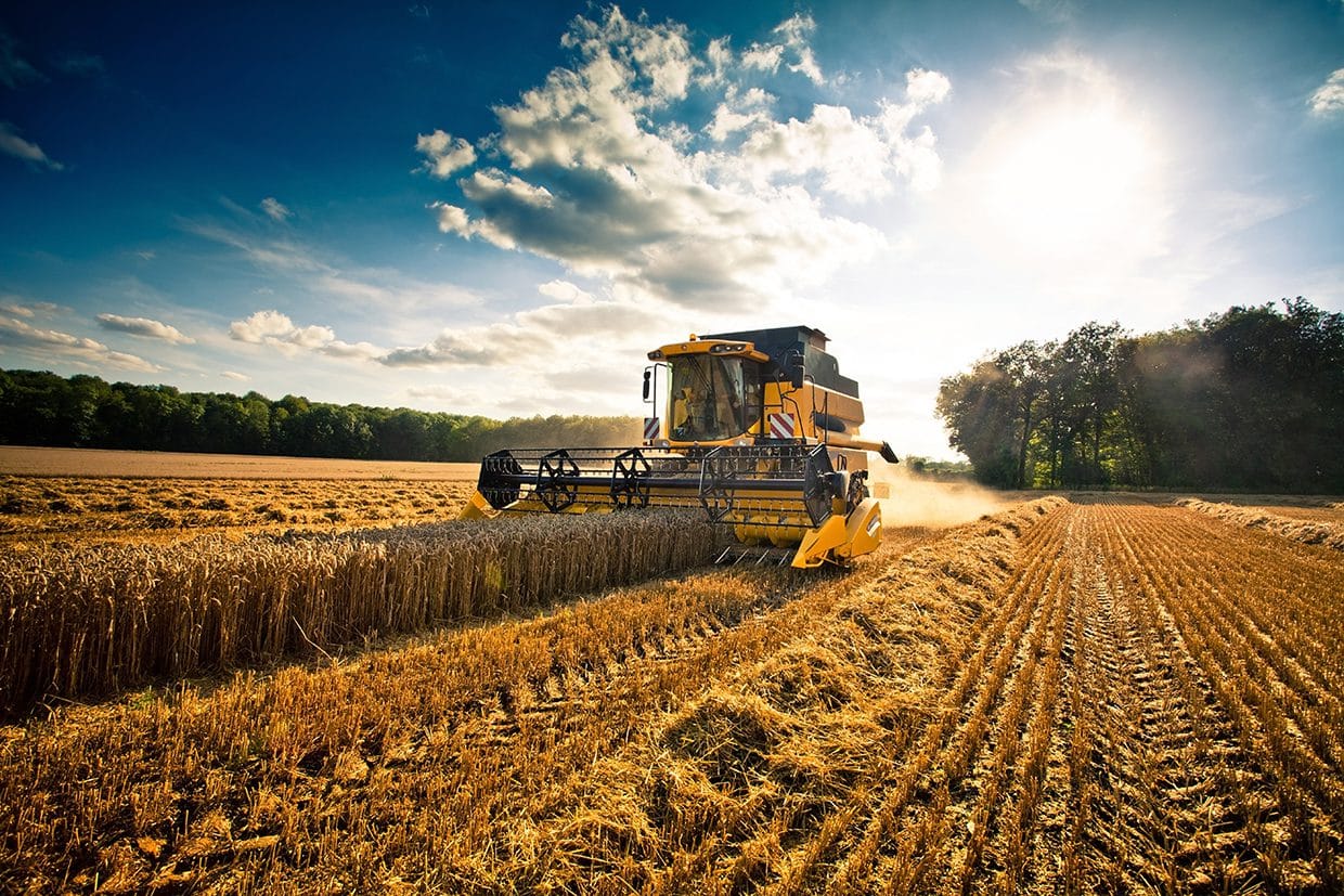 Kenya Agriculture